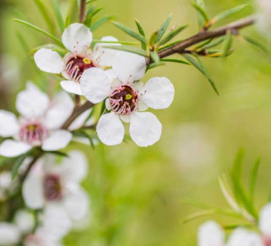 Manuka Essential oil