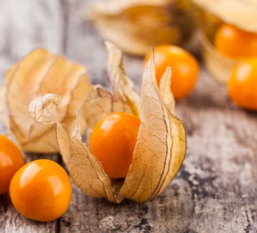 Physalis