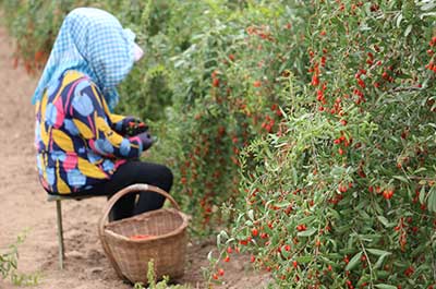 Launch of goji berries 