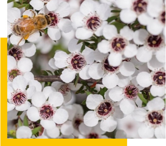 Le Manuka de Nouvelle Zélande : L'arbre santé des Maoris